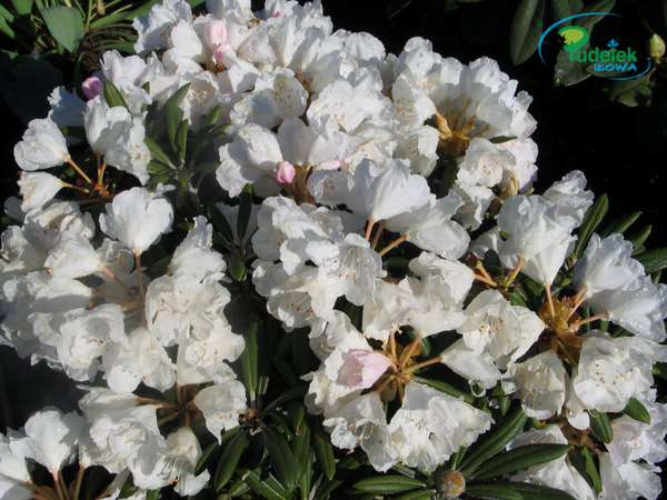 Rhododendron Yaku Angel